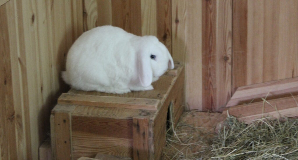 Das Foto zeigt ein Kaninchen auf einer Holzkiste