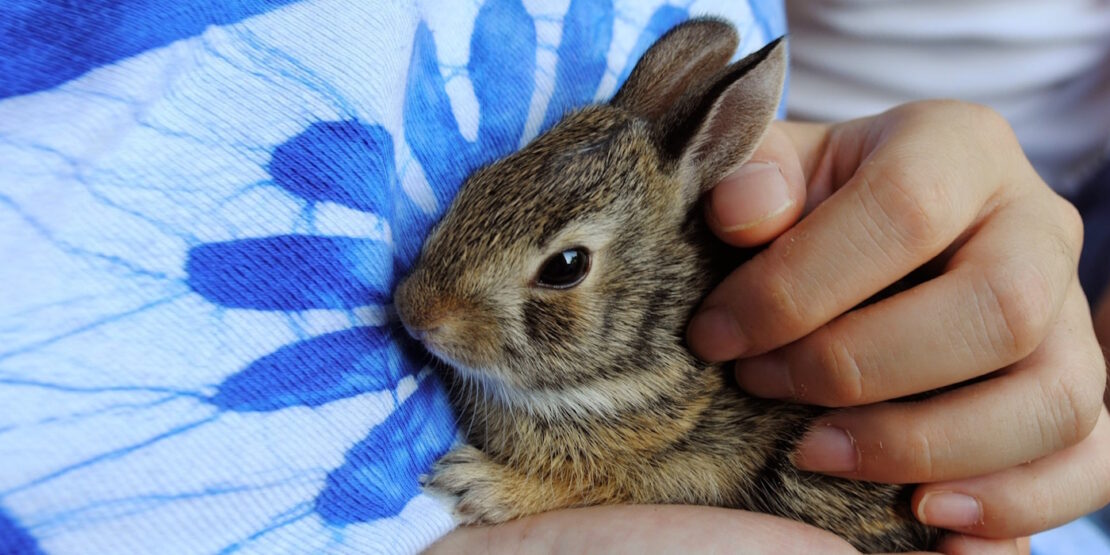 Das Foto zeigt ein Babykaninchen auf dem Arm einer Person