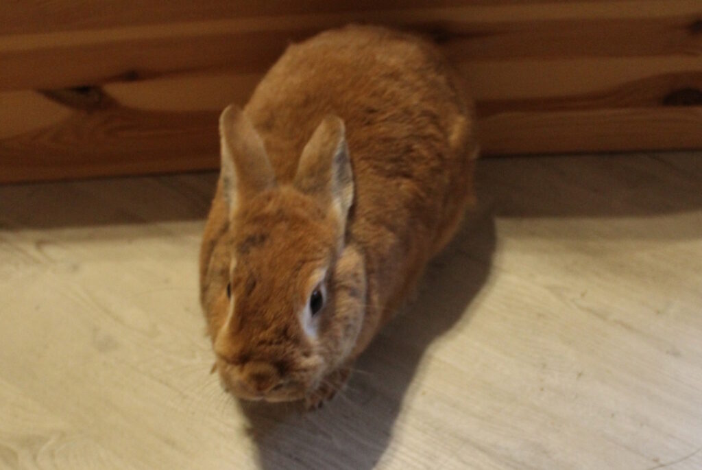 Das Foto zeigt ein Kaninchen in Nahaufnahme