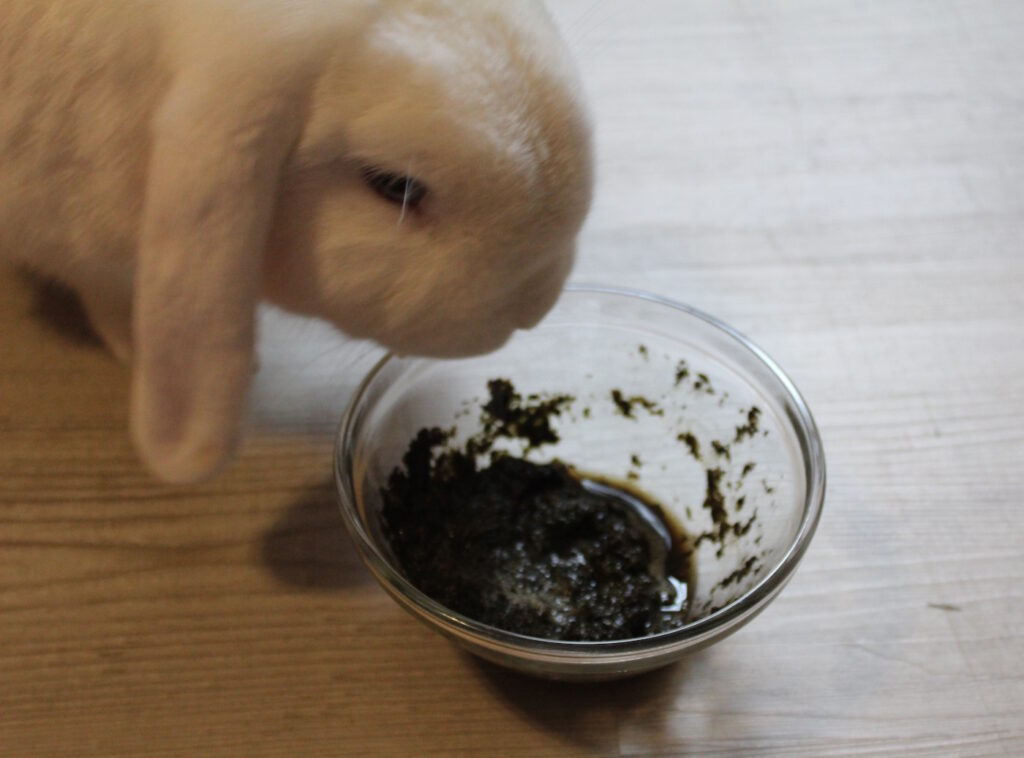 Das Foto zeigt ein Kaninchen mit Päppelbrei