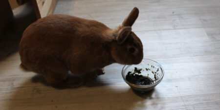Das Foto zeigt ein Kaninchen, das einen speziellen Päppelbrei frisst