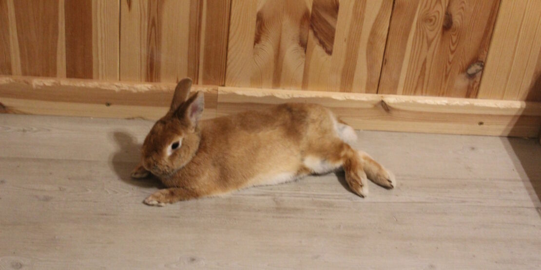 Das Foto zeigt ein Kaninchen, das auf der Seite liegt