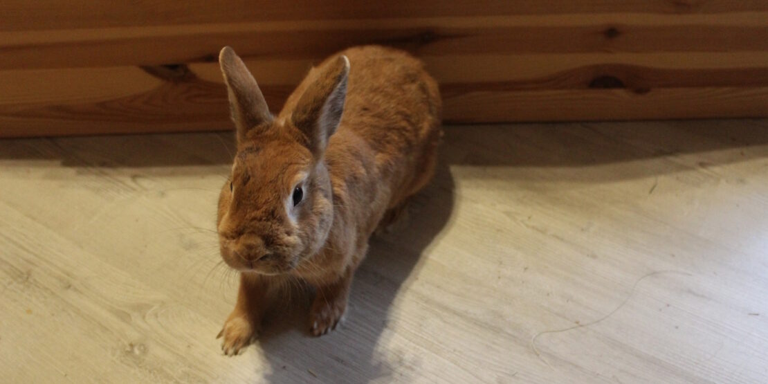 Das Foto zeigt ein braunes Kaninchen, das ängstlich schaut