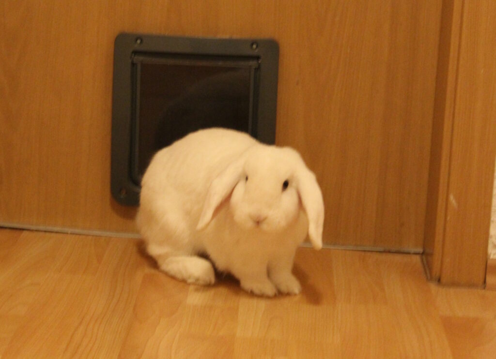 Das Foto zeigt ein Kaninchen vor einer Kaninchenklappe
