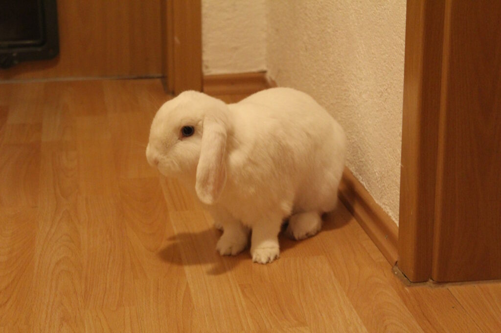 Das Foto zeigt ein Kaninchen im Flur