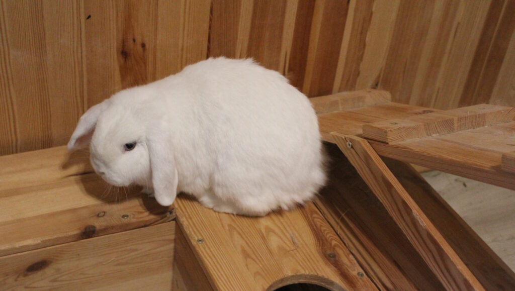 Das Foto zeigt ein weißes Kaninchen