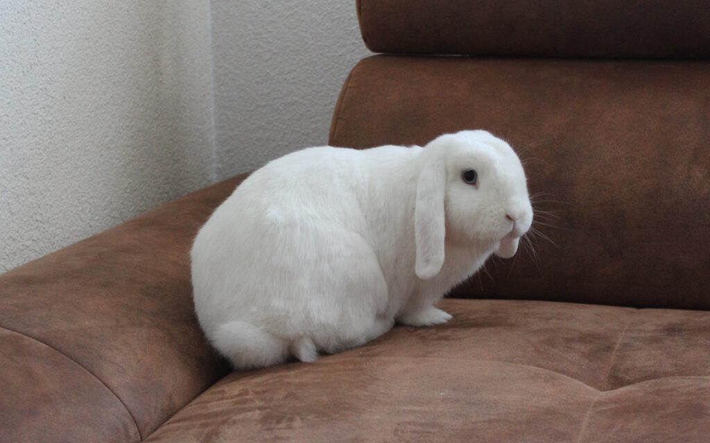 Das Foto zeigt ein Kaninchen auf dem Sofa
