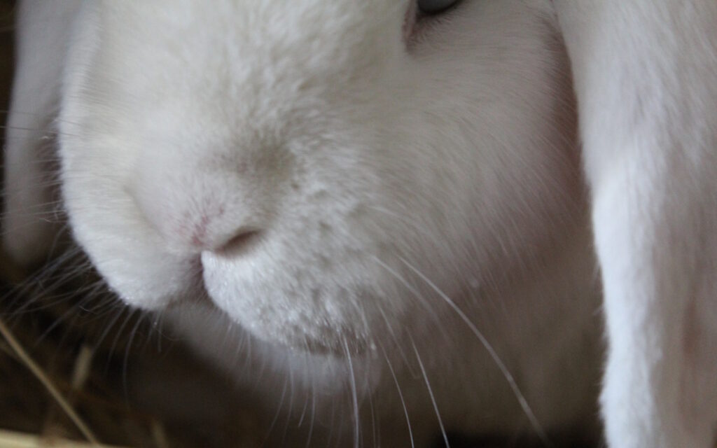 Das Foto zeigt die Nase vom Kaninchen