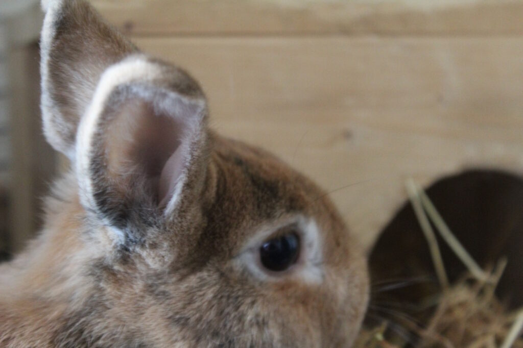 Das Foto zeigt die Ohren vom Kaninchen