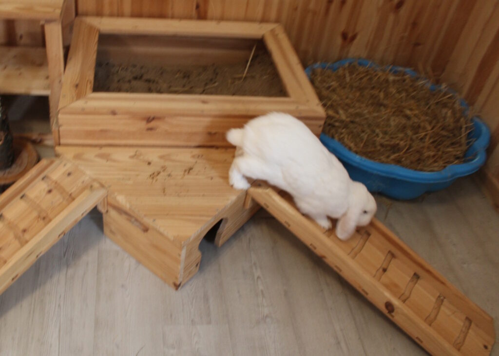 Das Foto zeigt ein weißes Kaninchen, das über eine Rampe hopplet
