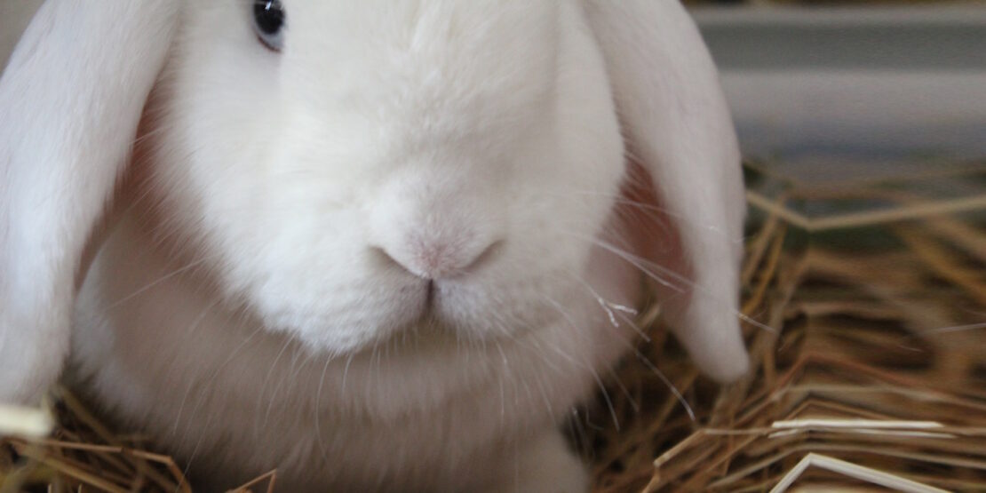Das Foto zeigt ein Kaninchen-Gesicht