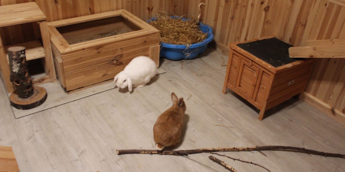 Das Foto zeigt zwei Kaninchen in ihrem Kaninchenzimmer