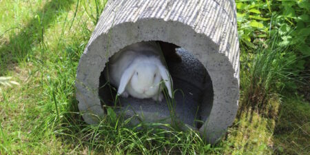 Das Foto zeigt ein Kaninchen in einer Steinröhre im Garten