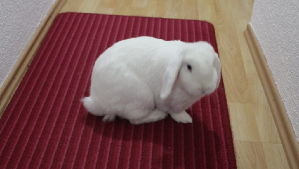 Das Foto zeigt ein Kaninchen, das auf dem Boden sitzt