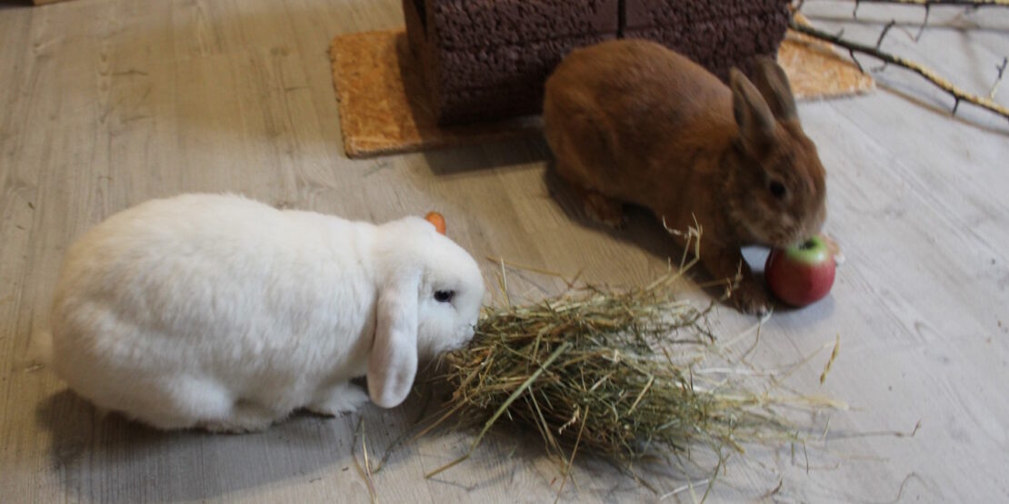 Das Foto zeigt zwei Kaninchen mit Heu, Karotte und Apfel