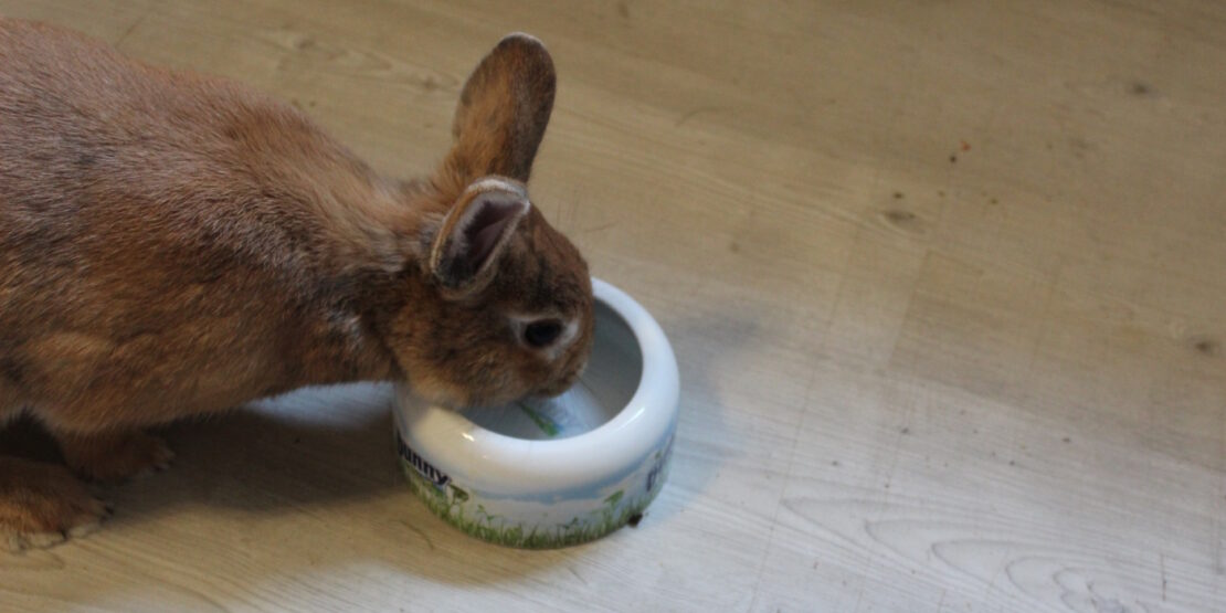 Das Foto zeigt ein Kaninchen, das aus einem Wassernapf trinkt
