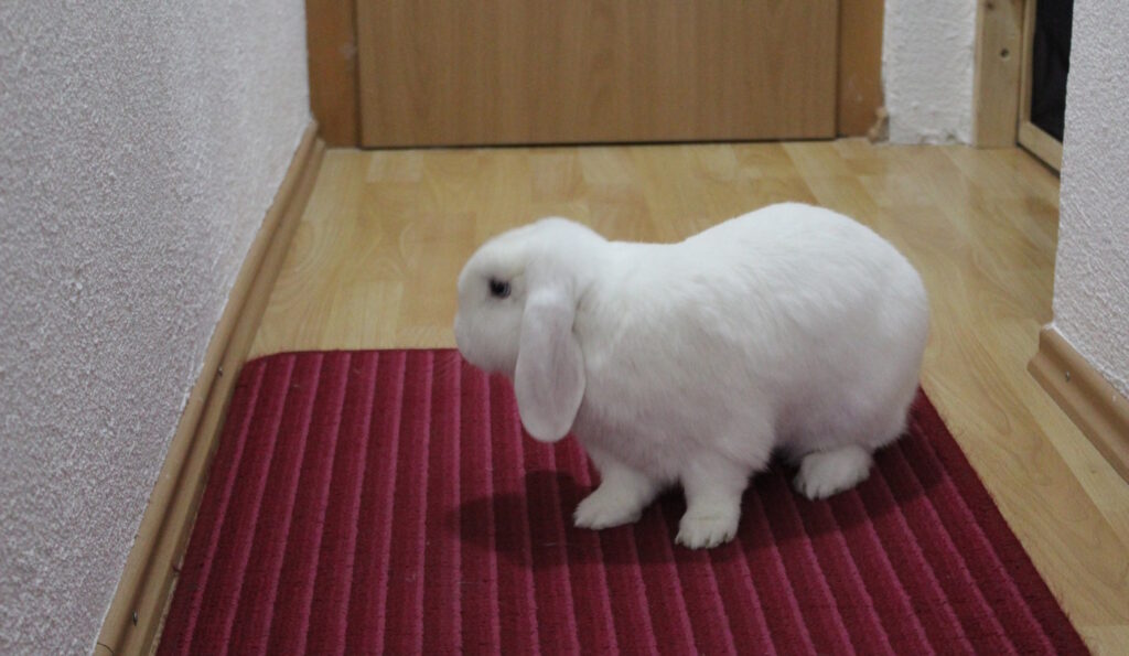Das Foto zeigt ein Kaninchen, das im Flur hoppelt