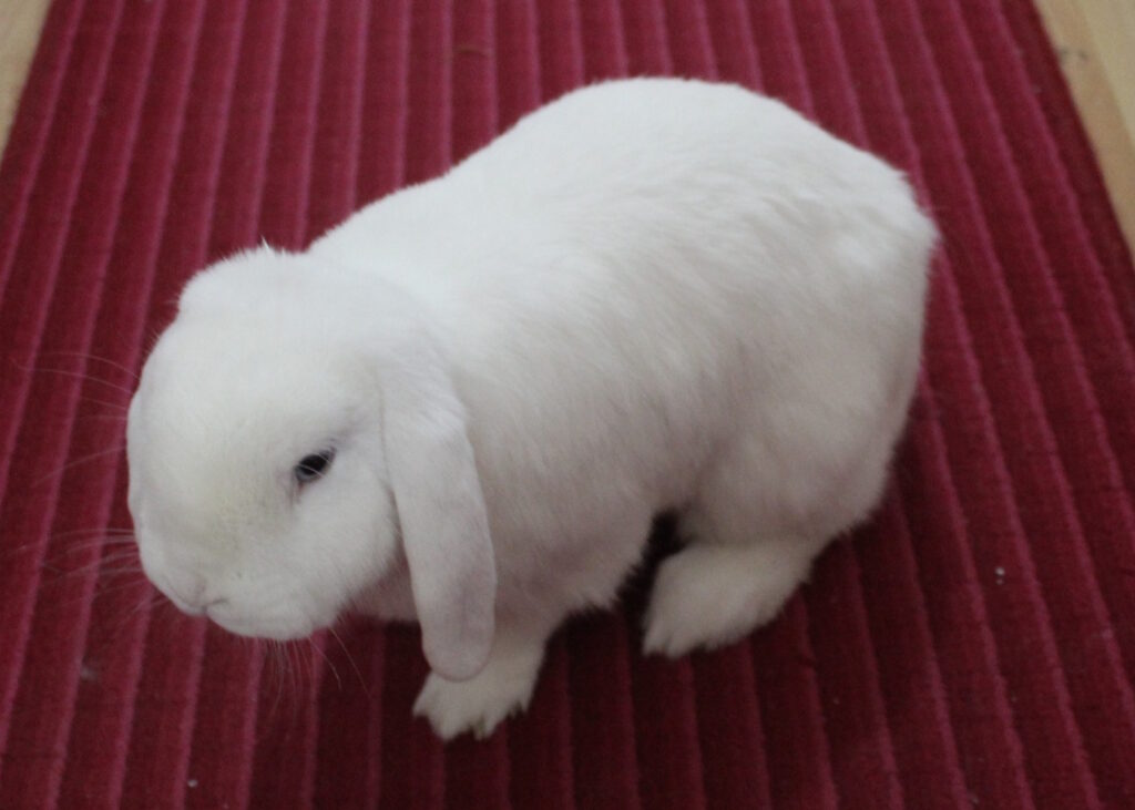 Das Foto zeigt ein Kaninchen auf einer roten Antirutsch-Matte