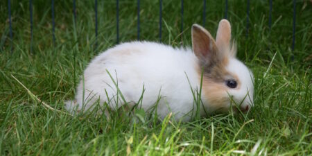 Das Foto zeigt ein Kaninchen, das im Gras sitzt