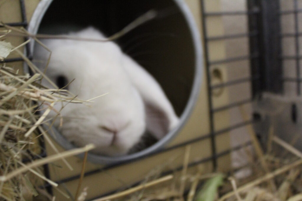 Das Foto zeigt ein Kaninchen das aus dem Einschlupfloch der Wurfbox herausschaut