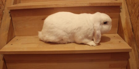 Das Foto zeigt ein Kaninchen, das auf einer Treppenstufe sitzt