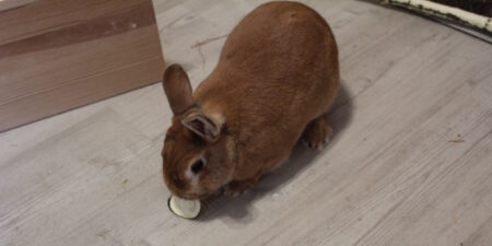 Das Foto zeigt ein braunes Kaninchen mit einer Scheibe getrockneter Zucchini