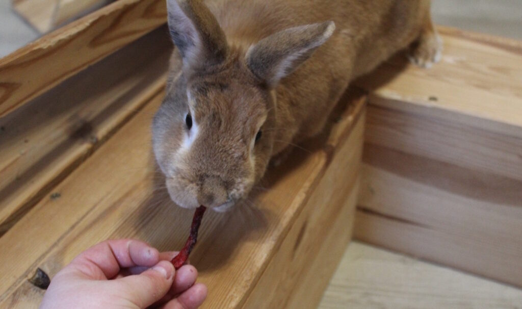 Das Foto zeigt ein Kaninchen, dem getrocknete Paprika gefüttert wird