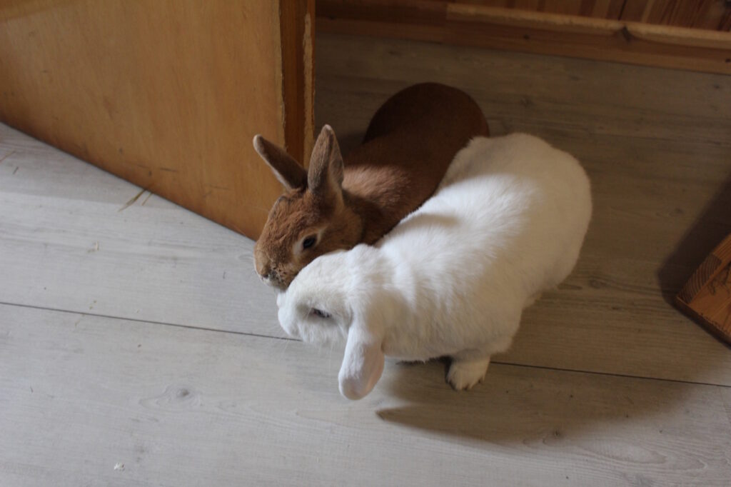 Das Foto zeigt zwei Kaninchen, die hinter einer Tür hervor schauen