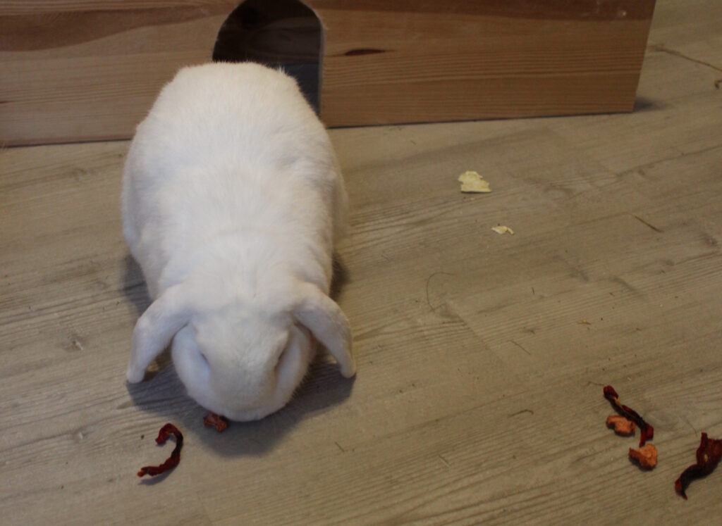Das Foto zeigt ein Kaninchen, das getrocknetes Gemüse frisst