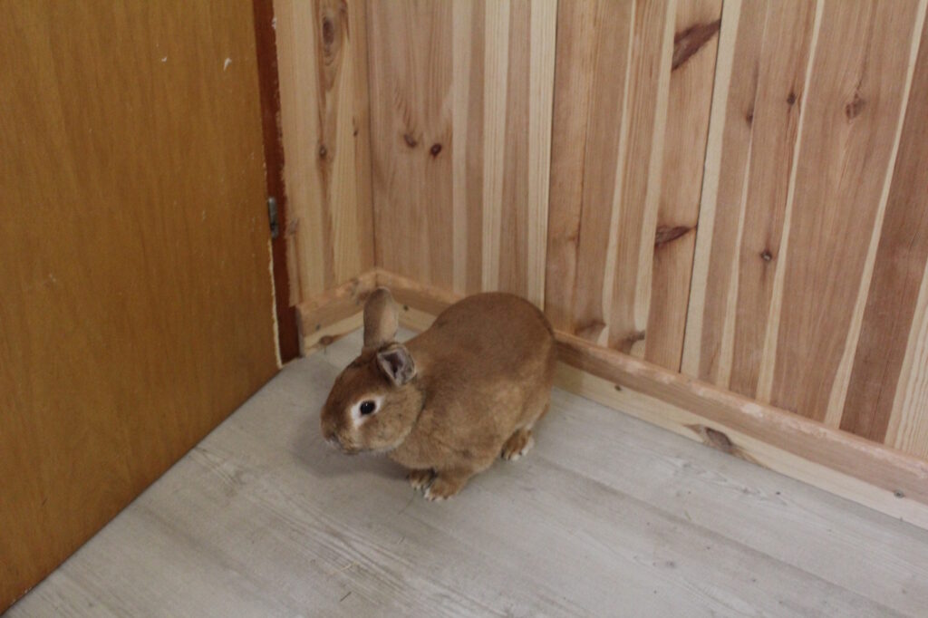 Das Foto zeigt ein Kaninchen, das hinter einer geschlossenen Türe sitzt