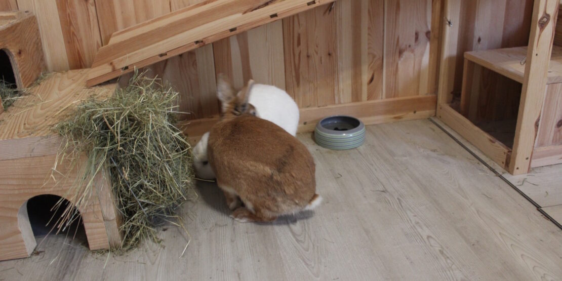 Das Foto zeigt zwei Kaninchen die neben einer Heuraufe sitzen. Auf dem Foto erkennt man eine Rampe, einen Futternapf und Versteckmöglichkeiten