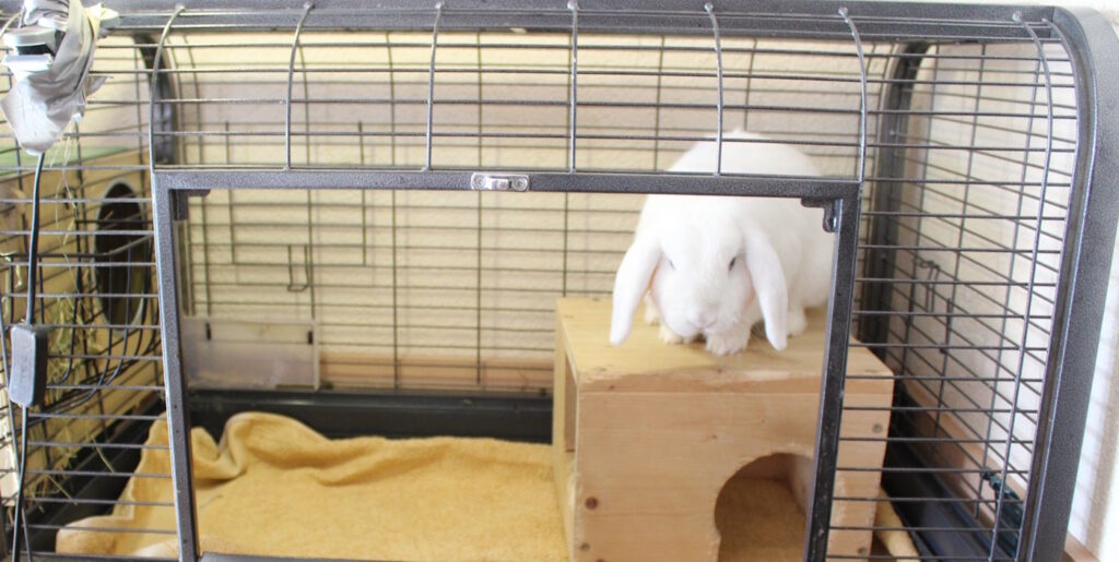 Das Foto zeigt ein Kaninchen in einem Stall aud Metall. Der Boden ist mit einer Decke ausgelegt.