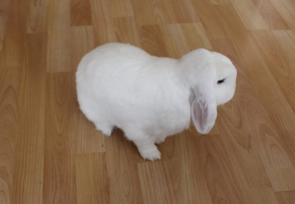 Das Foto zeigt ein Kaninchen auf einem Laminat Boden