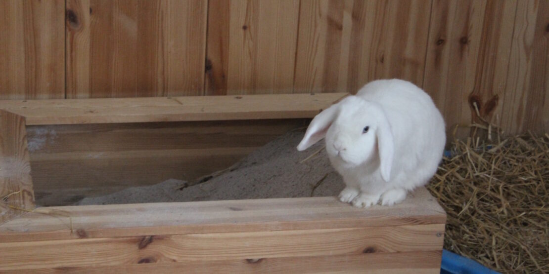 Das Foto zeigt ein weißes Kaninchen mit langen Ohren auf einer Buddelkiste