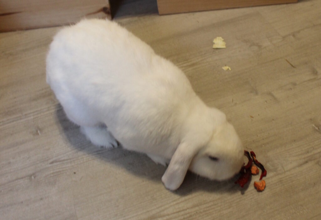Das Foto zeigt ein Kaninchen das auf dem Boden liegende Gemüsechips frisst