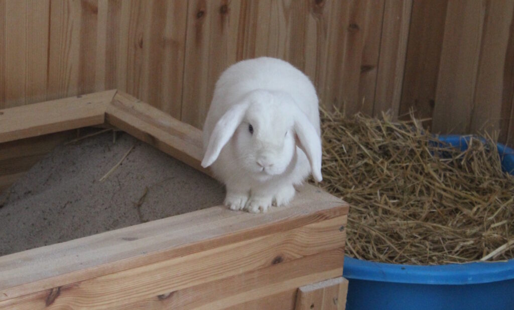 Das Foto zeigt ein weißes Kaninchen mit langen Ohren das den Kopf schräg hält
