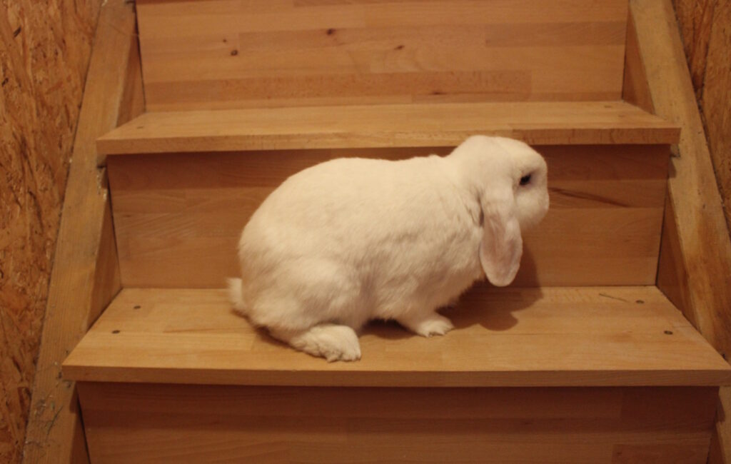 Das Foto zeigt ein Kaninchen auf einer Treppe