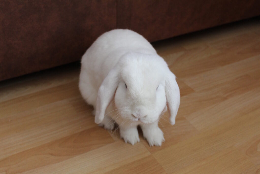 Das Foto zeigt ein Kaninchen, das auf dem Boden sitzt