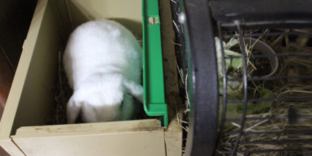 Das Foto zeigt ein Kaninchen in der Wurfbox