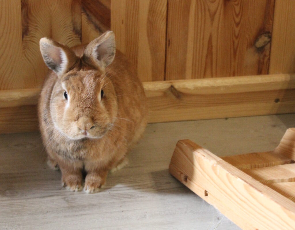 Das Foto zeigt ein Kaninchen, das auf dem Boden sitzt