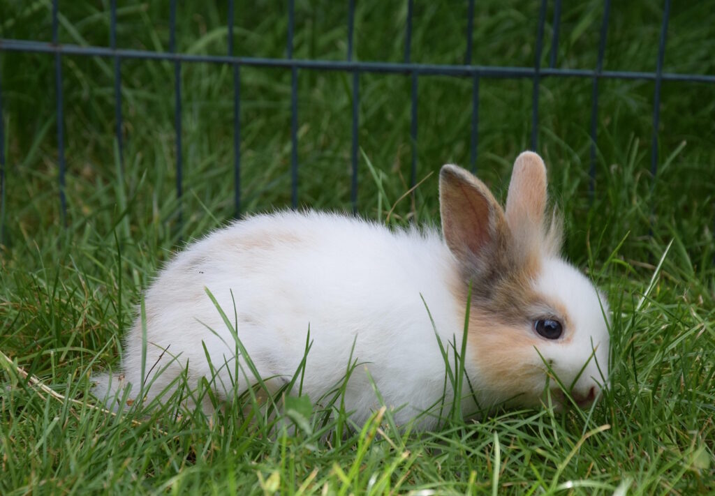 Das Foto zeigt ein Kaninchen im Gras, da in einem Drahtgehege sitzt