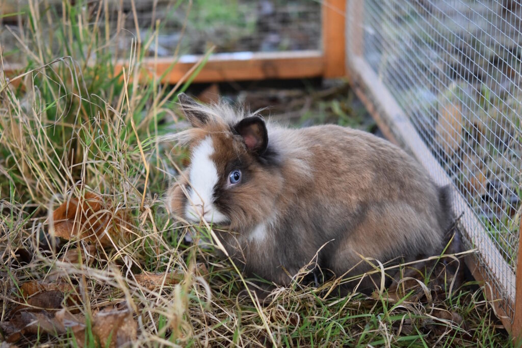 Das Foto zeigt ein Kaninchen in einem Gehege das aus Draht mit einem Holzrand besteht
