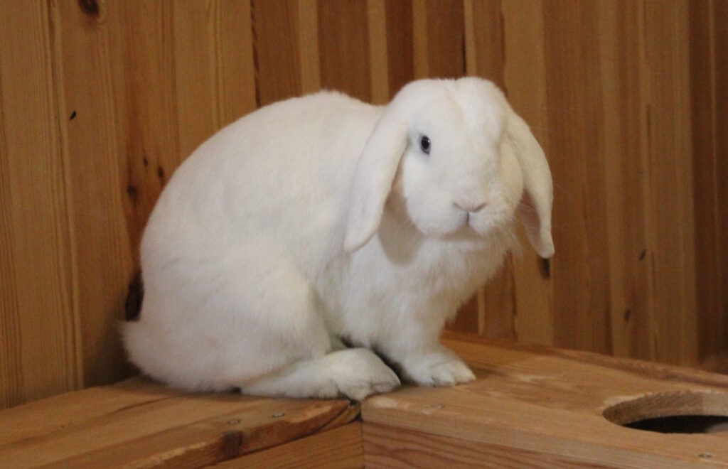 Das Foto zeigt ein weißes Kaninchen, das auf einer Erhöhung sitzt