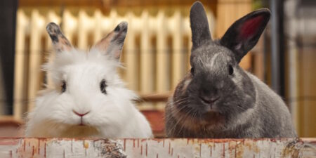 Das Foto zeigt zwei Kaninchen die nebeneinander sitzen