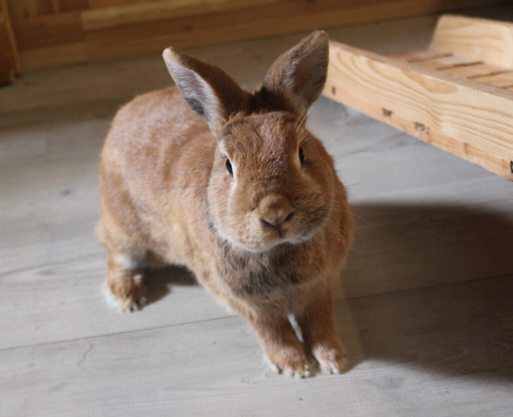 Das Foto zeigt ein braunes Kaninchen, das die Ohren spitzt
