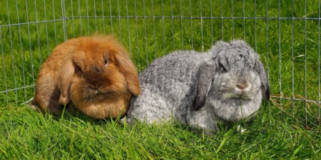 Das Foto zeigt zwei Kaninchen im Gras und im Hintergrund ein Gitter aus Draht