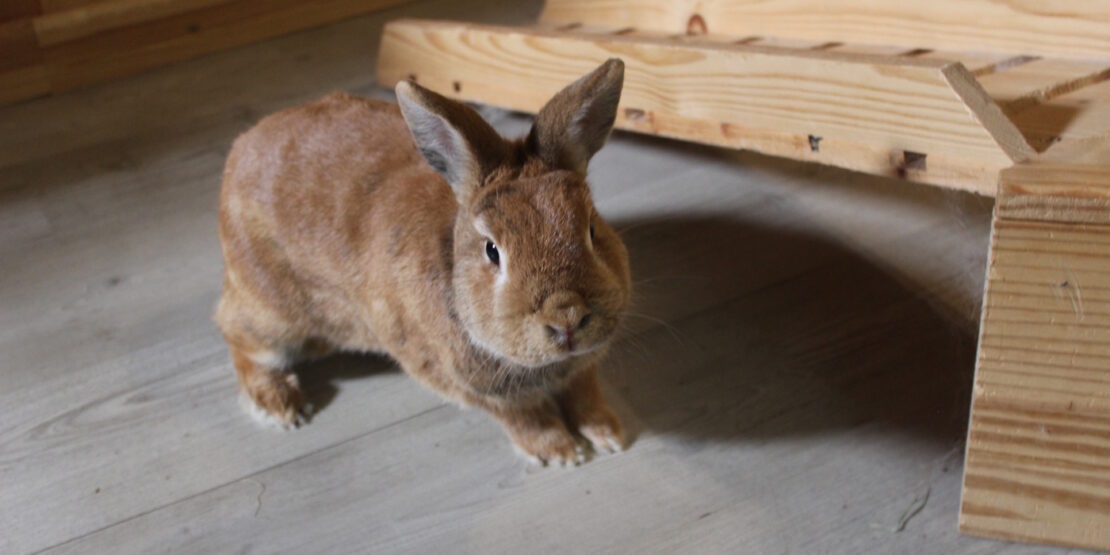 Das Foto zeigt ein braunes Kaninchen mit kurzem Fell und kurzen Ohren