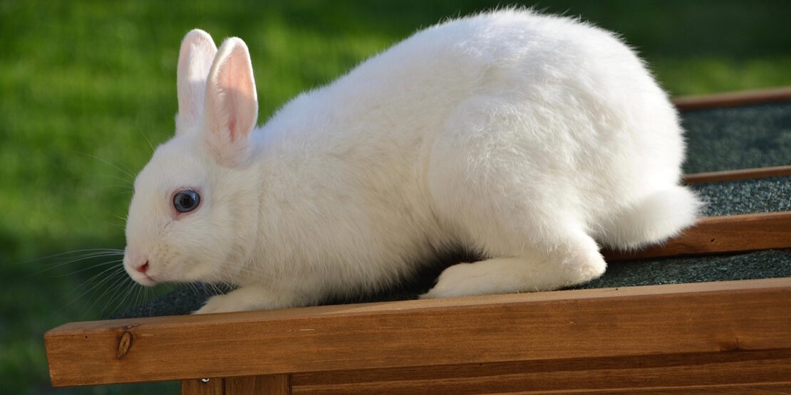 Das Foto zeigt ein weißes Kaninchen auf einem Kaninchenstall-Dach