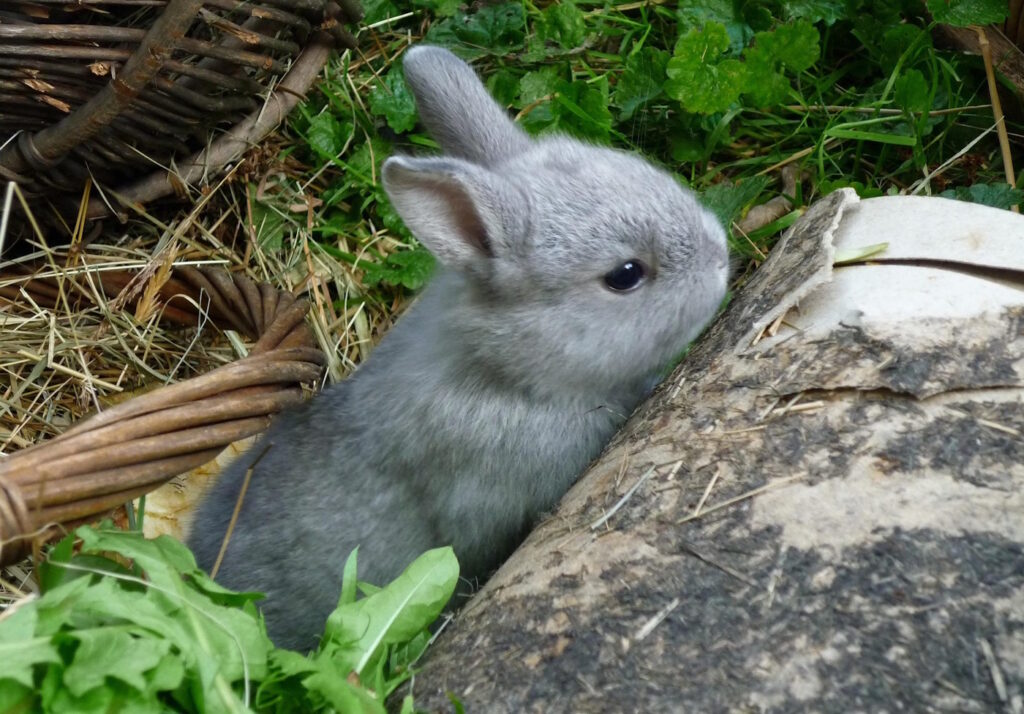 Das Foto zeigt ein Kaninchen zwischen Löwenzahn und Petersilie