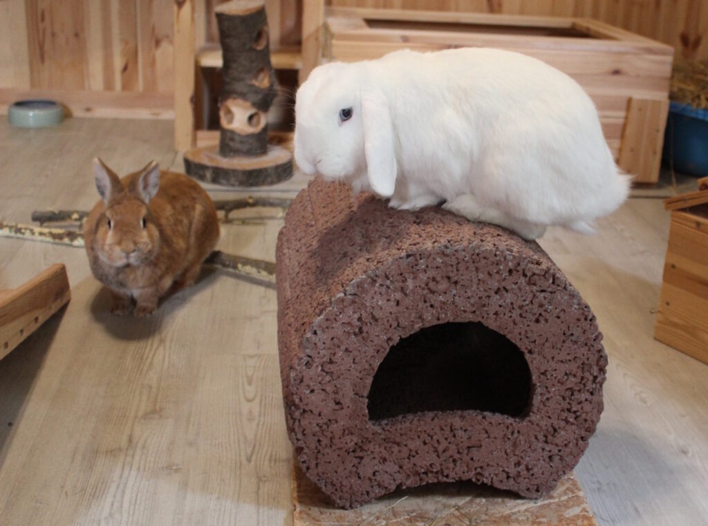 Das Foto zeigt ein weißes Kaninchen auf einem Setzstein